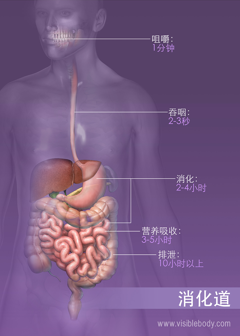 各种消化过程的时间